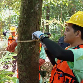 Pemanfaatan Jasling Karbon