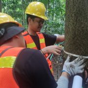 Pemanfaatan Jasling Karbon