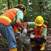 Pemanfaatan Jasling Karbon