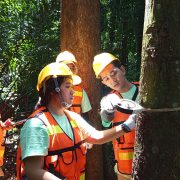 Pemanfaatan Jasling Karbon